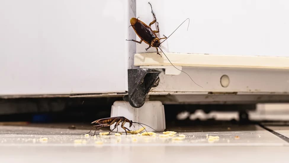 Warmer Winters Fuel Cockroach Surge in Welsh Cities — Cardiff Reports 86 Household Cases in 2025