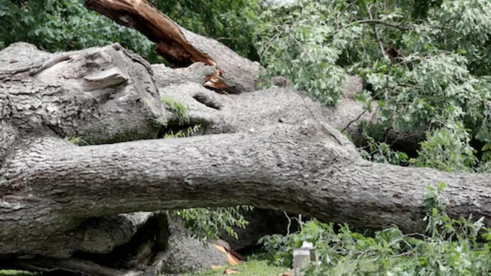 150-Year-Old Oak Felled Without Permission — Hackensack Homeowner Sues City, School Board and Tree Contractor