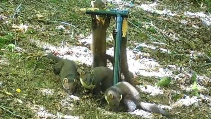 Pine Marten Kits Born On Exmoor — First Time In Over 100 Years