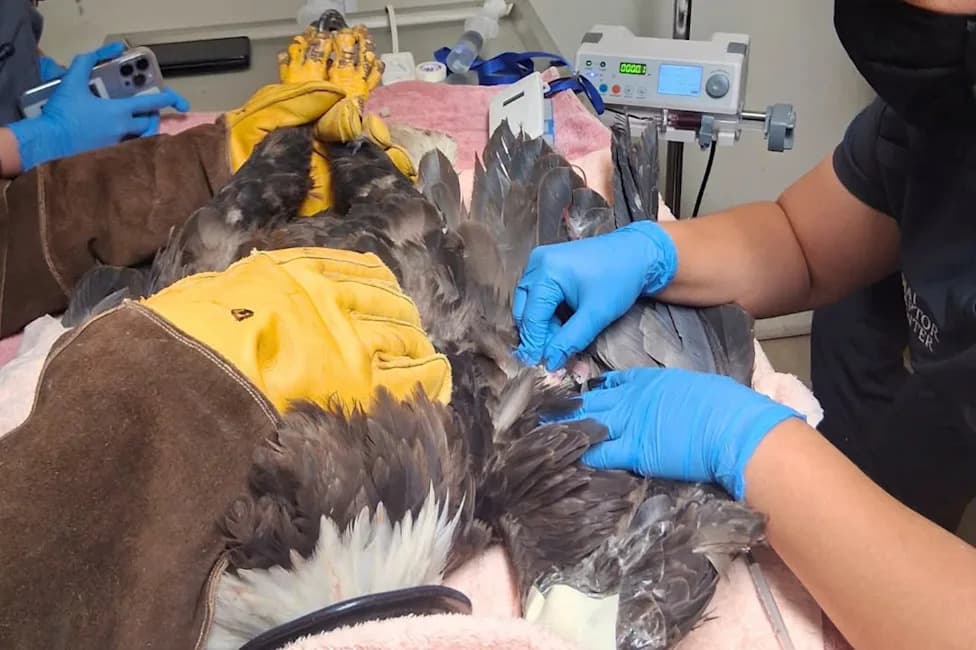 Beloved Bald Eagle Jackie Critical After Attack — Receives Life-Saving Transfusion