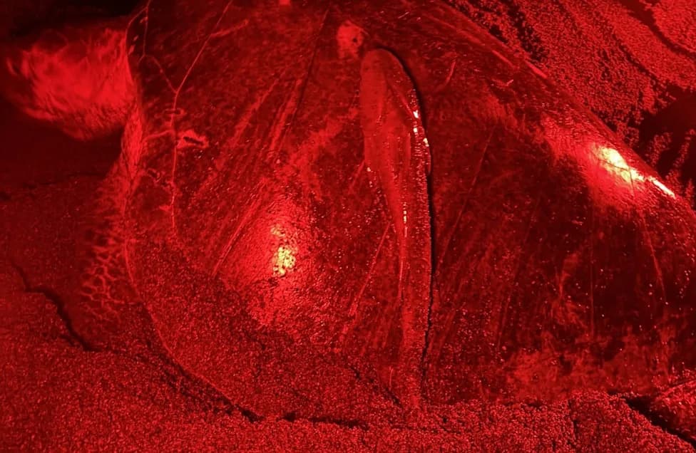 Remora Hitches Ride With Nesting Sea Turtle in Costa Rica — Survives 19 Minutes Ashore
