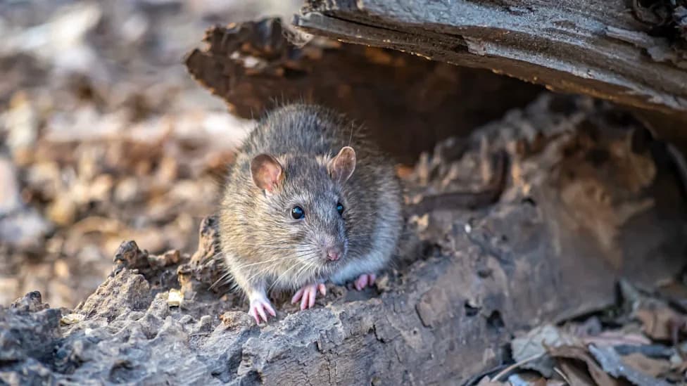 Island Rats Are Rewiring Coral Reef Food Webs — Tiny Fish Lose Out