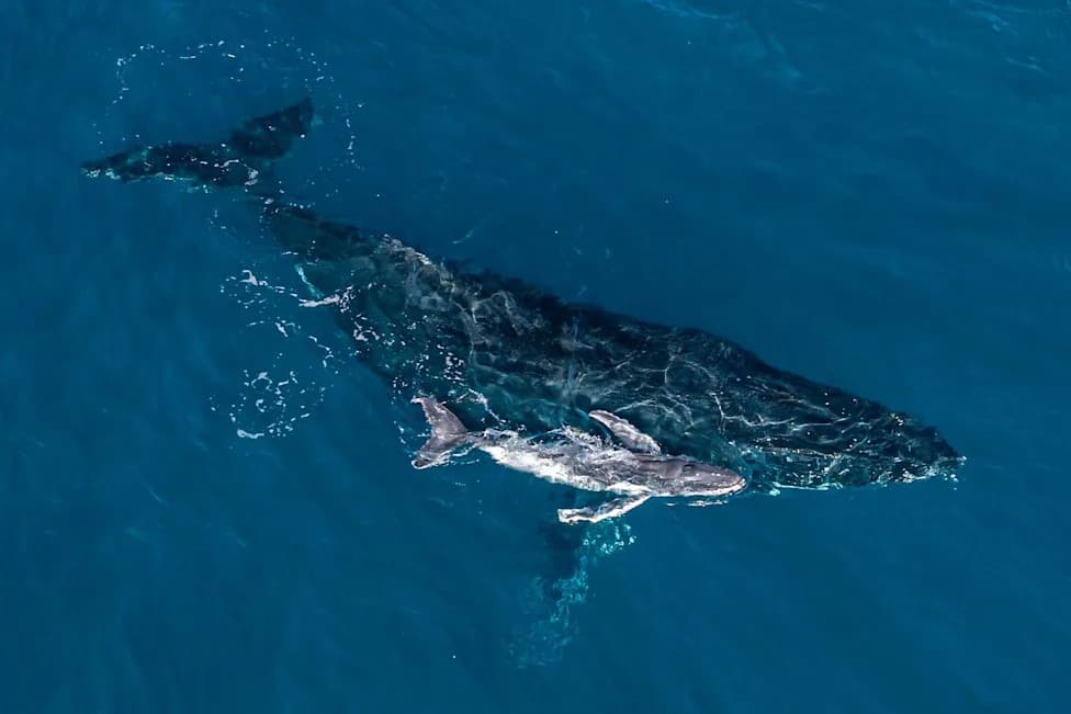 World First: Drone Captures Humpback Whale Giving Birth Off New South Wales