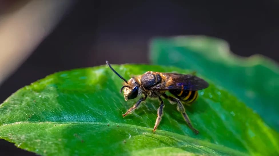 Magnetic Bees? Study Finds 74 of 96 Species Carry Magnetic Signatures — An Internal Compass May Be Common