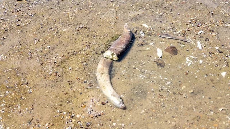 Ancient Mammoth Bones Emerge from Danube Riverbed in Bulgaria Amid Record-Low Water Levels