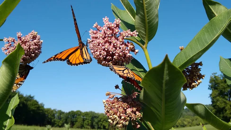 Monarch Comeback? Overwintering Habitat in Mexico Rises 64%, Offering Hope Amid Long-Term Decline
