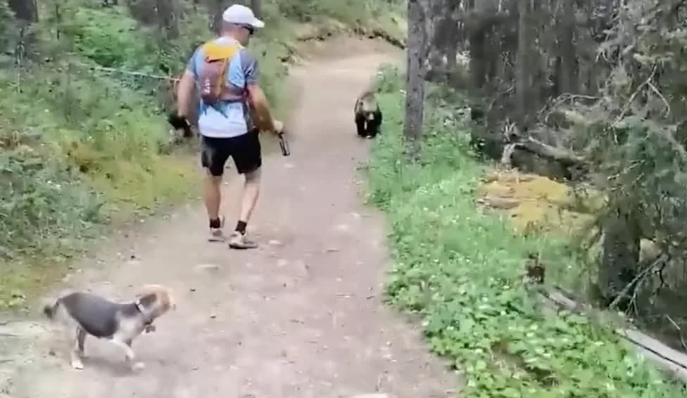 Viral Banff Grizzly Encounter Could Cost Hikers Up To $25,000 Over Off‑Leash Dog