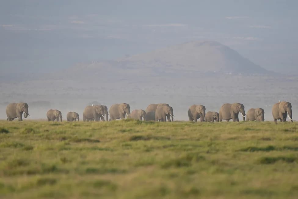 15 Elephants Found Dead Near Amboseli: Cyanide-Laced Tomatoes Suspected