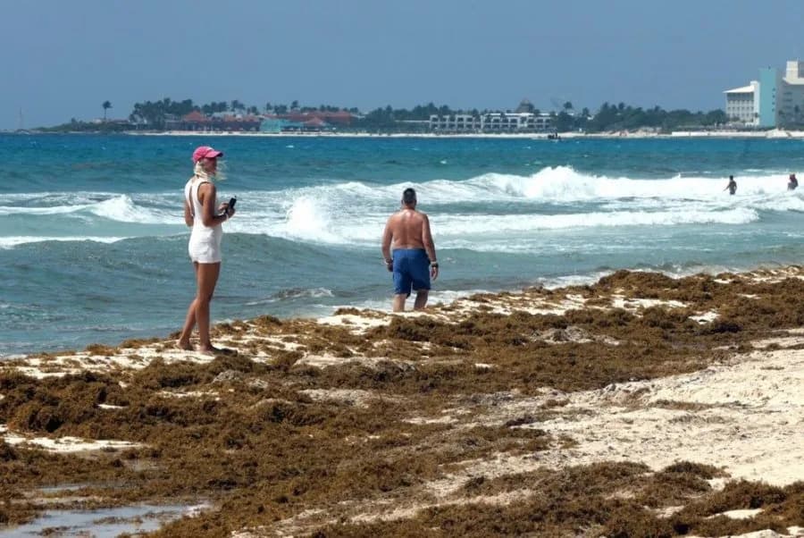 Mexico to Unveil Comprehensive Sargassum Plan as Quintana Roo Battles Record Influx