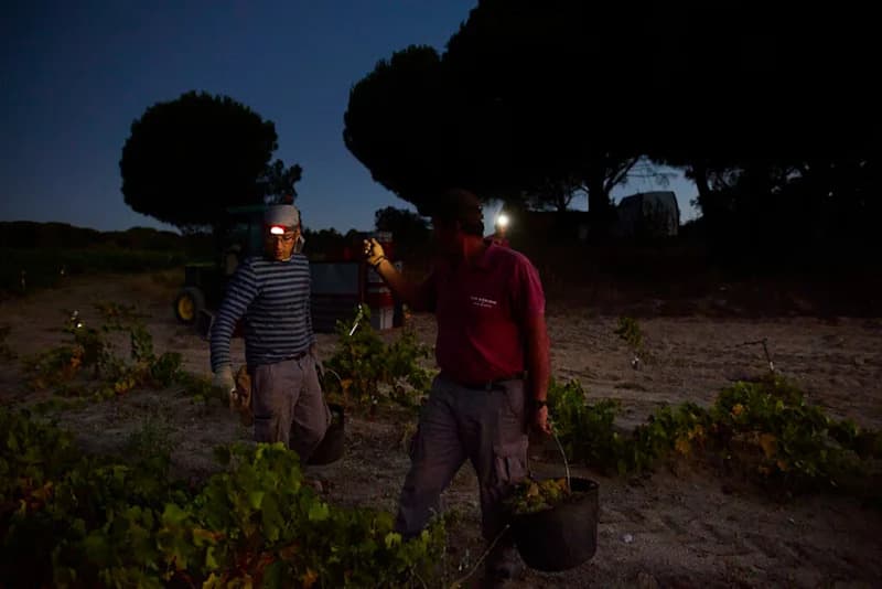 Burgohondo Blaze Ravages Sierra de Gredos: Historic Vineyards and 1920s Vines Destroyed