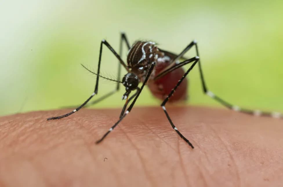 39% Of Asian Tiger Mosquitoes Show Resistance To Common Yard Sprays, Study Finds