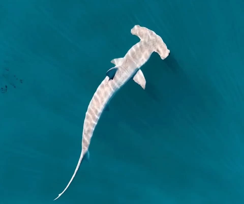 Atlantic Shark Institute Records Its First Hammerhead Tag Off Block Island