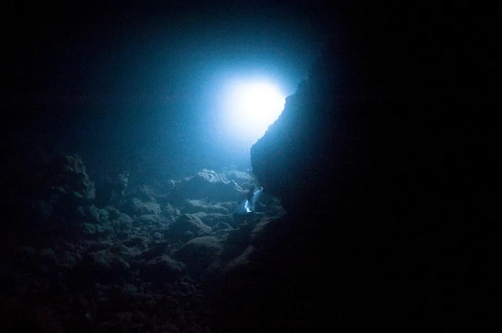 Ghostlike Predator Found Nearly 8,000 m Deep in the Atacama Trench — A New Genus