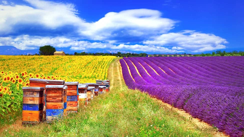 France Allows Exemptions For Two Pesticides, Sparking Beekeeper Outrage