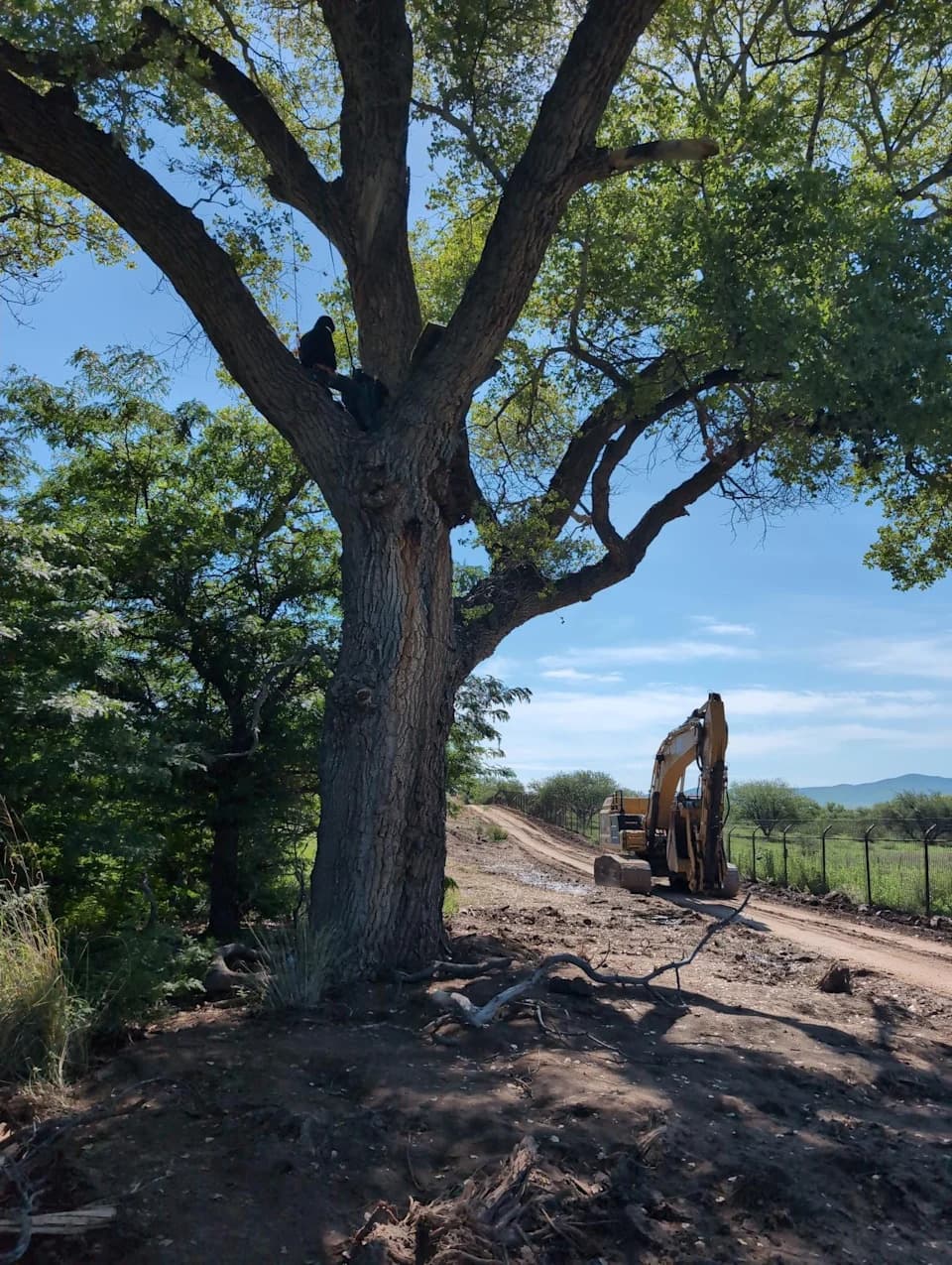 Activists Stage Tree Sit to Halt Border Wall Work at Historic Arizona Cottonwood