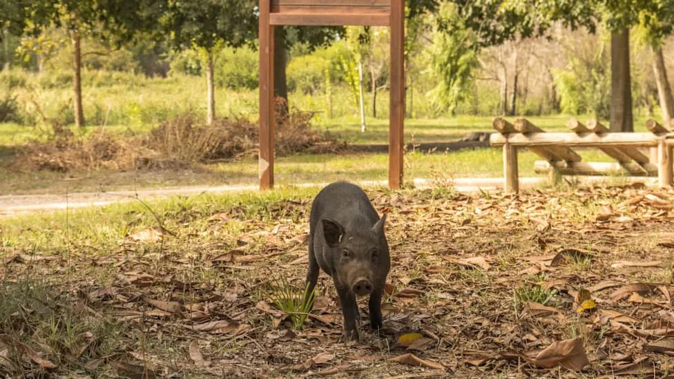 Warsaw Hires Hunters to Remove 3,000 Wild Boars — Playground Killings Spark Protests