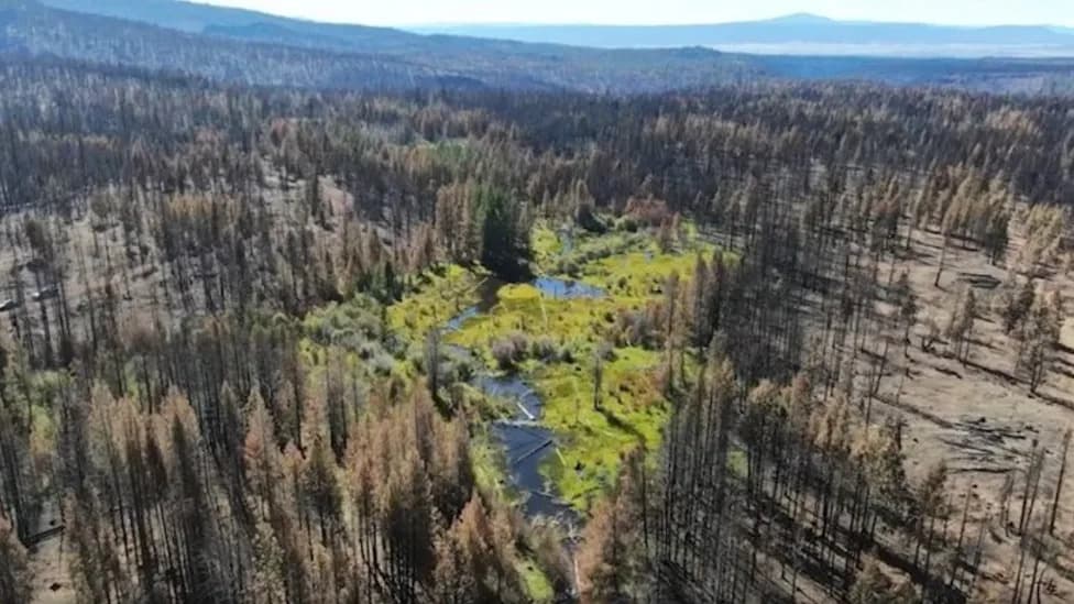 Beaver Dam Creates a Living Firebreak: Lush Green Ribbon Survives Wildfire