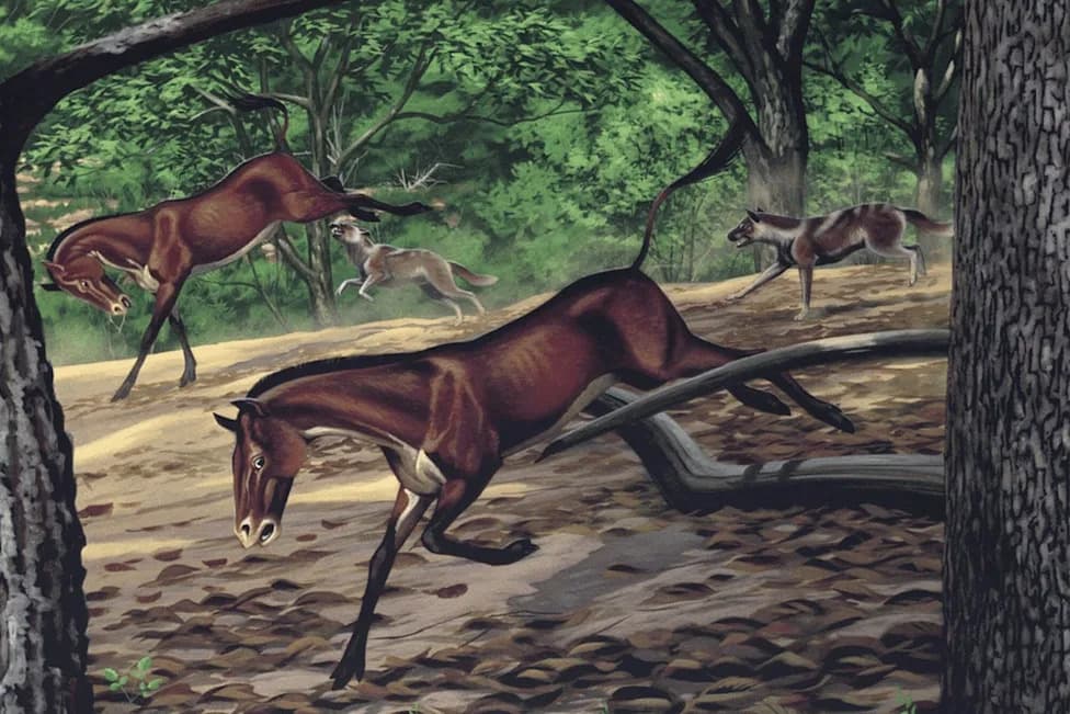 Nearly Complete 30-Million-Year-Old Fossil Reclassified As Early Dog — Mesocyon Reveals Lost Canid Ecology