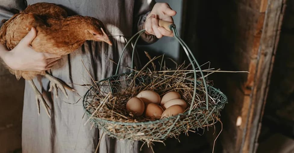 Scientists Confirm: The Egg Came Long Before the Chicken — Here’s Why