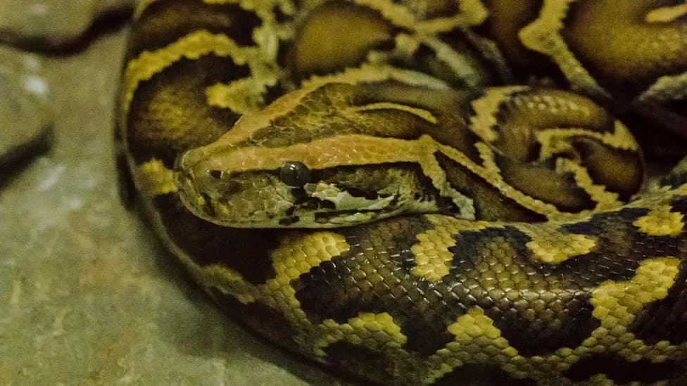 Florida Team Records First 'Four-Ton' Season, Removes Record 177 Burmese Pythons