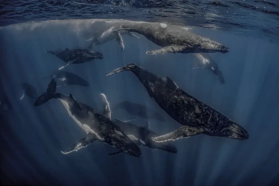 Nearly 300 Humpbacks Form Possible Record 'Supergroup' Off South Africa — A Stunning Sign of Recovery