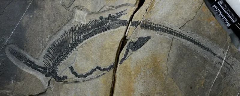 245-Million-Year-Old Chinese Fossil Preserves Internal Organs of Fish-Hunting Marine Reptile