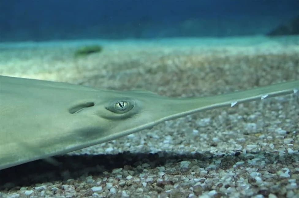 How One Sawfish Can Net Poachers Up To $8,000 — Rostrum Teeth Carved Into Cockfight Spurs Threaten Critically Endangered Species