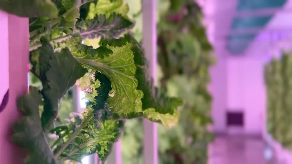 Inside Berkshire’s High-Tech Farms: Crops Grown Without Sunlight or Soil