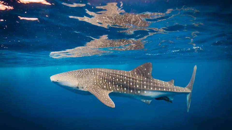 Shark-Mounted Cameras Reveal Surprising Feeding Strategies of Whale Sharks