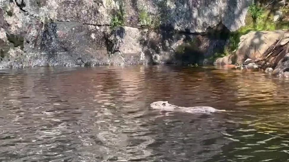 First Beaver Kits Born in Scotland in Over 400 Years — Historic Reintroduction Success in Glen Affric