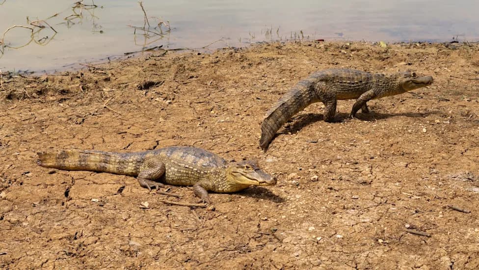 Invasive Spectacled Caiman Tightens Grip on Florida Everglades, Threatening Restoration Efforts