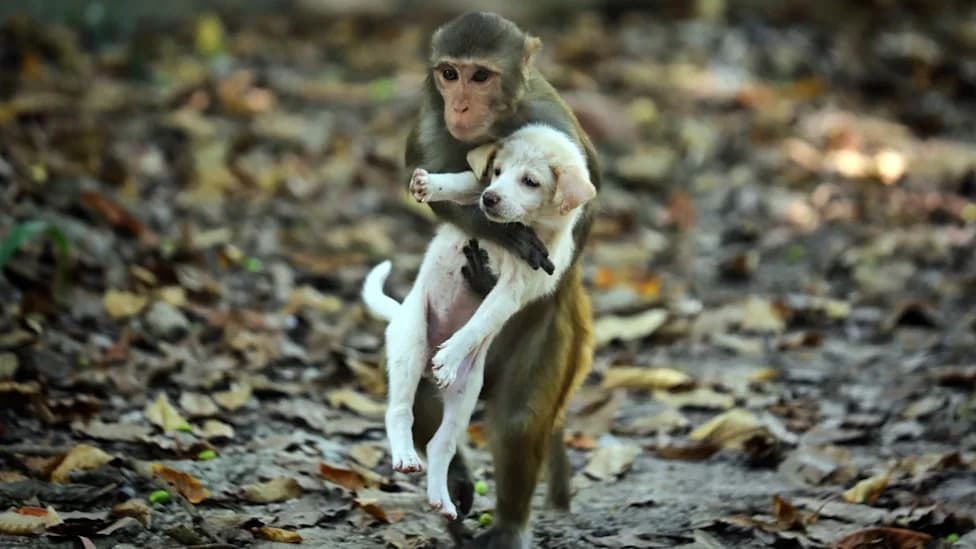 Monkeys Sometimes Keep 'Pets' — Oxford Review Finds Cross‑Species Bonds Are Widespread