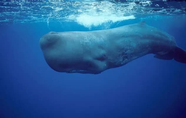 Sleeping Giant: How Sperm Whales Use Bubbles to Stay Afloat While Resting