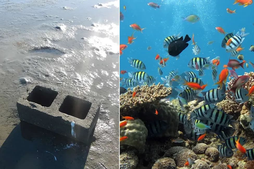 How Concrete Pyramids Turned a Barren Seabed Into a Thriving Reef in Months