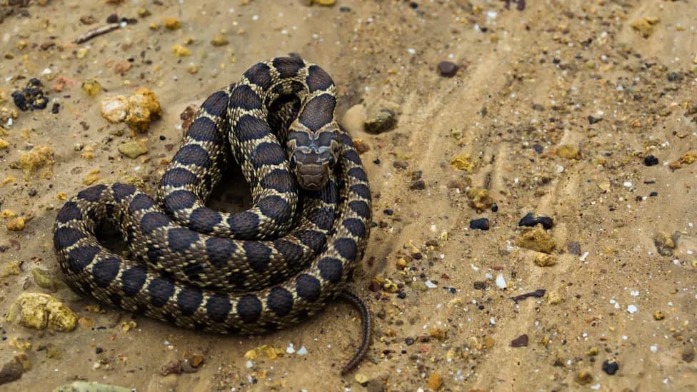 Invasive Horseshoe Whip Snakes Devastate Endemic Lizards in Spain’s Balearic Islands