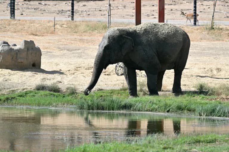 Bison Grazed Calmly as Wildfire Closed In on Safari Madrid — Park Reopens After Six Days