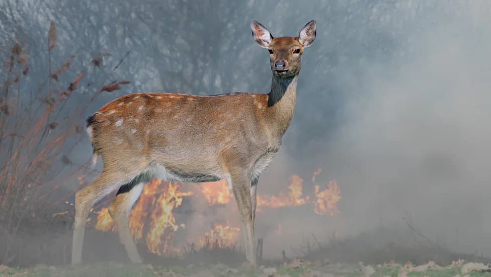 Heartwarming Rescue: Three People Carry Dehydrated Deer to Safety Amid Gironde Wildfires