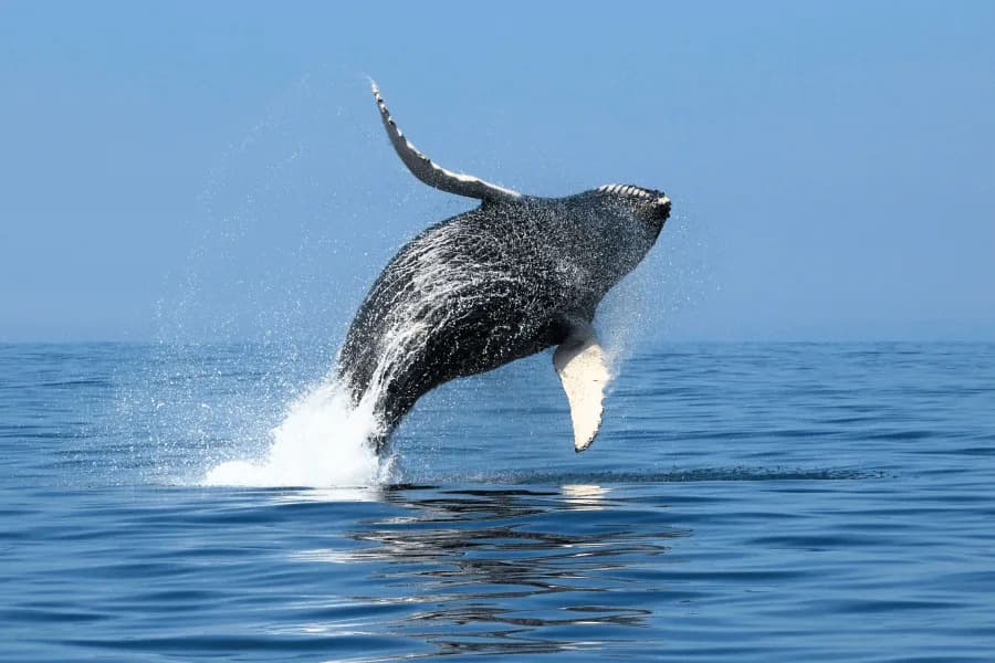 Stunning Footage Shows Whales and Dolphins Rebounding in the New York Bight