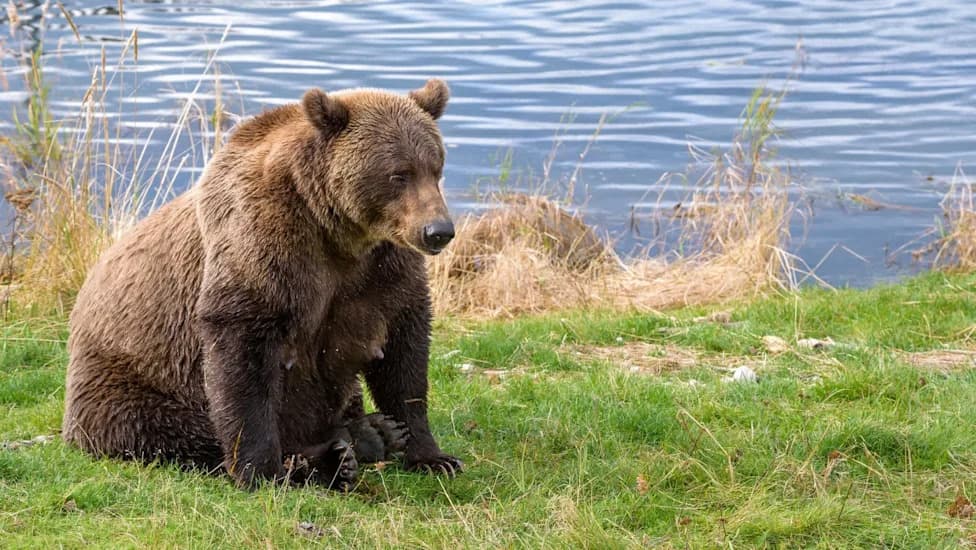 Brooks River Live Cam Captures Bear 806 Killing and Feeding on Another Female’s Cub