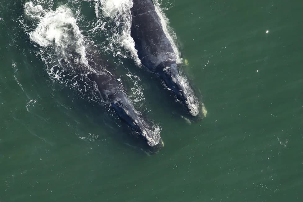 Endangered North Atlantic Right Whales Spotted in Busy East Coast Shipping Lane — Officials Warn of Collision Risk
