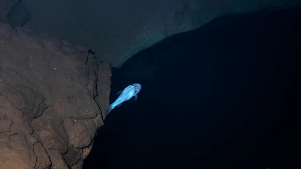 Hidden in Plain Sight: 'Demon' Cavefish — New Genus Discovered in Alabama's Bobcat Cave
