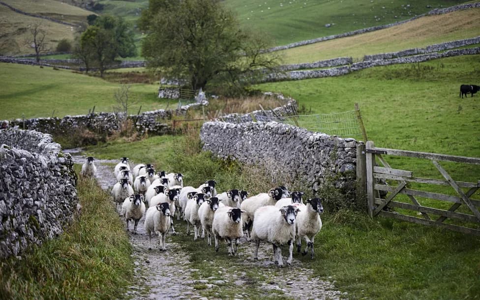 Net-Zero Farming Push Tied to Higher Wildfire Risk in British Uplands
