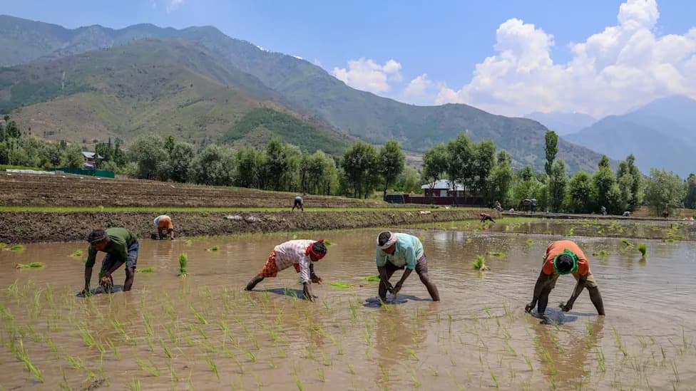 El Niño Threatens Global Rice Yields — A Rough Year Ahead for the World’s Staple Crop