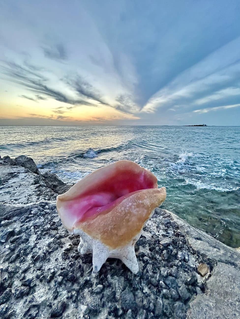 Missed Federal Deadline Leaves Florida’s Iconic Queen Conch Vulnerable, Conservation Group Says
