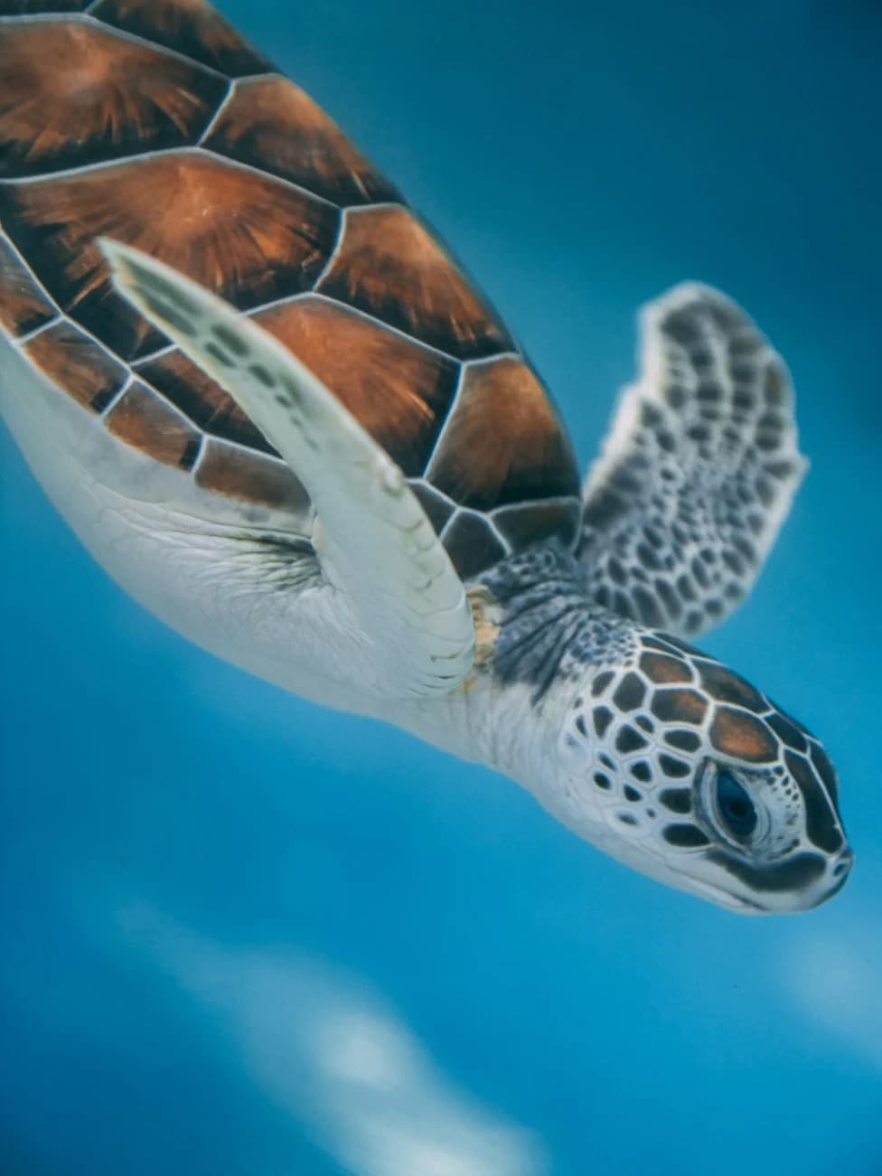 How the Tiny Kemp's Ridley Sea Turtle Survived a Near-Extinction and Where Recovery Stands Today