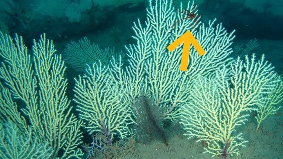 Rediscovered: Living Mesophotic Coral Garden Found Off Benin After 60 Years
