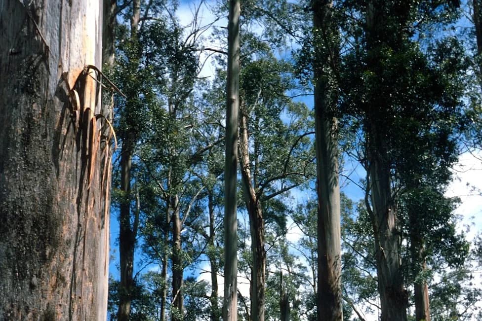 Revisit of Long-Term Study Challenges Case for Clearcutting Mountain Ash