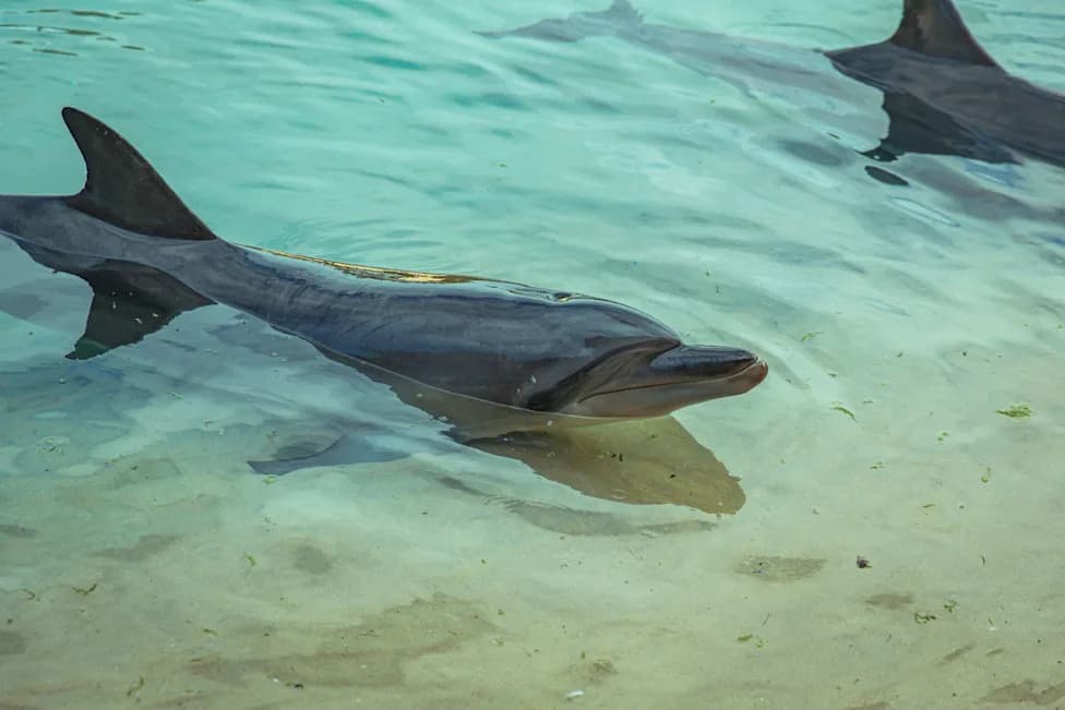Cape Cod Hit by Northeast's Largest-Ever Bottlenose Dolphin Mass Stranding