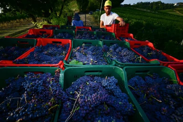 Europe’s Earliest Ever Grape Harvests: Italian and French Growers Grapple With Record Heat
