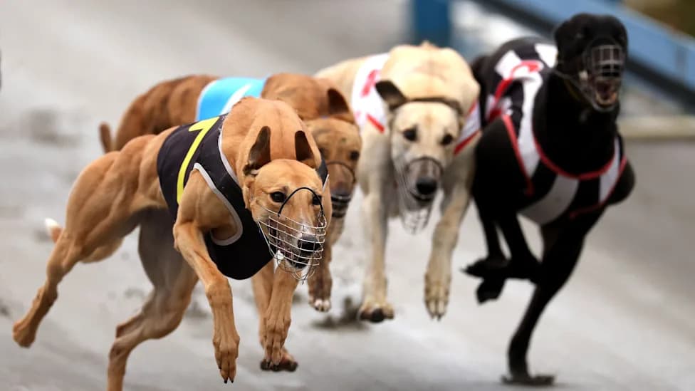 Chartered Flights to Australia as New Zealand's Greyhound Racing Ban Takes Effect